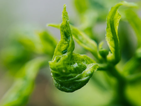 Natural organic chili plants growing in the sunny backyard garden.の写真素材