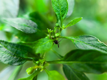 Natural organic plants growing in the sunny backyard garden.の写真素材