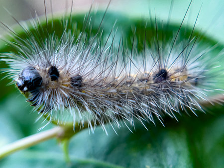 The caterpillar lives on the leaves of a tree in the garden that is in a natural environment.の写真素材