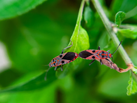 The Common Milkweed Bug (Oncopeltus fasciatus), also known as the Large Milkweed Bug, is an insect often seen perched on milkweed plants in gardens throughout North Americaの写真素材