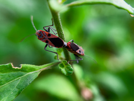 The Common Milkweed Bug (Oncopeltus fasciatus), also known as the Large Milkweed Bug, is an insect often seen perched on milkweed plants in gardens throughout North Americaの写真素材