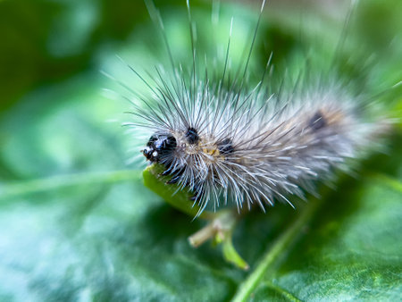 The caterpillar lives on the leaves of a tree in the garden that is in a natural environment.の写真素材