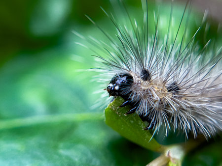The caterpillar lives on the leaves of a tree in the garden that is in a natural environment.の写真素材