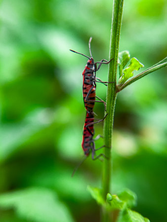 The Common Milkweed Bug (Oncopeltus fasciatus), also known as the Large Milkweed Bug, is an insect often seen perched on milkweed plants in gardens throughout North Americaの写真素材
