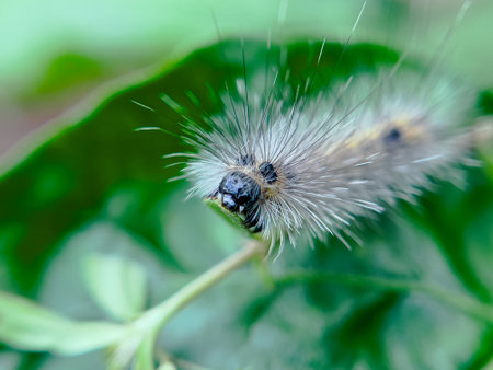 The caterpillar lives on the leaves of a tree in the garden that is in a natural environment.の写真素材
