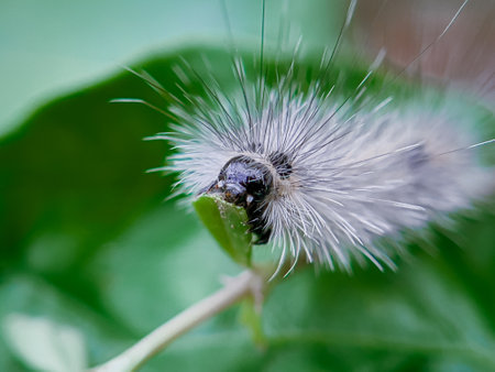 The caterpillar lives on the leaves of a tree in the garden that is in a natural environment.の写真素材