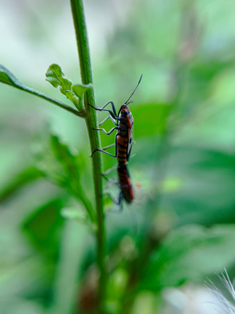 The Common Milkweed Bug (Oncopeltus fasciatus), also known as the Large Milkweed Bug, is an insect often seen perched on milkweed plants in gardens throughout North Americaの写真素材