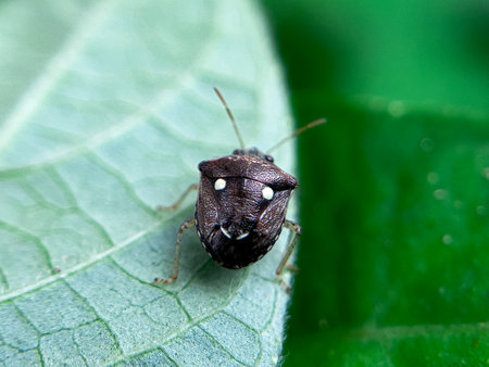 Holcostethus albipes is a plant-sucking species found on the dead leaves of plants in the gardenの写真素材