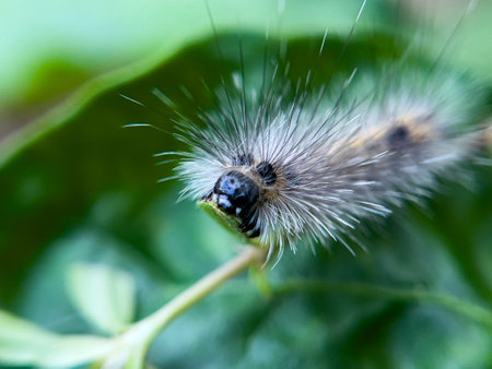 The caterpillar lives on the leaves of a tree in the garden that is in a natural environment.の写真素材