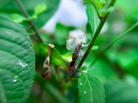 The Common Milkweed Bug (Oncopeltus fasciatus), also known as the Large Milkweed Bug, is an insect often seen perched on milkweed plants in gardens throughout North Americaの写真素材