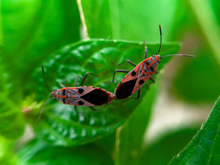 The Common Milkweed Bug (Oncopeltus fasciatus), also known as the Large Milkweed Bug, is an insect often seen perched on milkweed plants in gardens throughout North Americaの写真素材