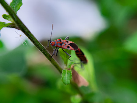 The Common Milkweed Bug (Oncopeltus fasciatus), also known as the Large Milkweed Bug, is an insect often seen perched on milkweed plants in gardens throughout North Americaの写真素材