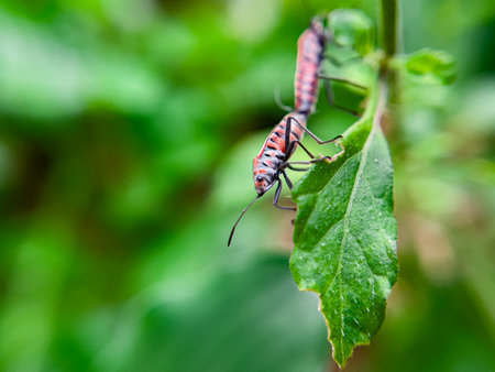 The Common Milkweed Bug (Oncopeltus fasciatus), also known as the Large Milkweed Bug, is an insect often seen perched on milkweed plants in gardens throughout North Americaの写真素材