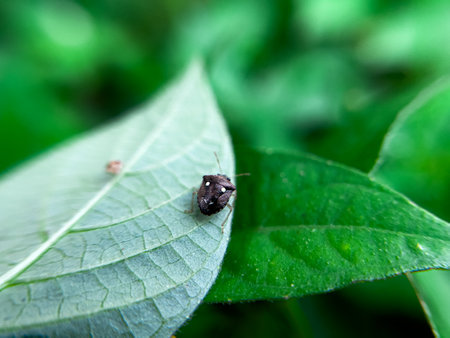 Holcostethus albipes is a plant-sucking species found on the dead leaves of plants in the gardenの写真素材