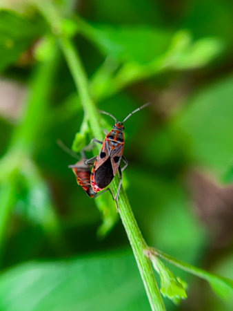 The Common Milkweed Bug (Oncopeltus fasciatus), also known as the Large Milkweed Bug, is an insect often seen perched on milkweed plants in gardens throughout North Americaの写真素材