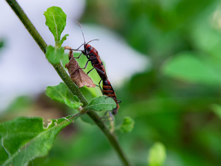 The Common Milkweed Bug (Oncopeltus fasciatus), also known as the Large Milkweed Bug, is an insect...