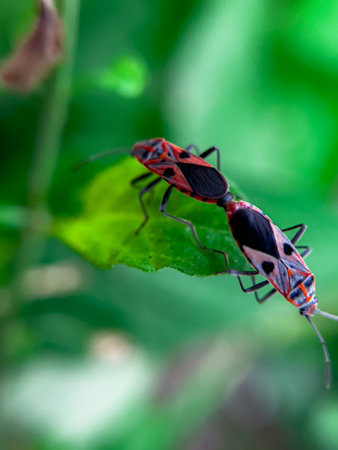 The Common Milkweed Bug (Oncopeltus fasciatus), also known as the Large Milkweed Bug, is an insect often seen perched on milkweed plants in gardens throughout North Americaの写真素材