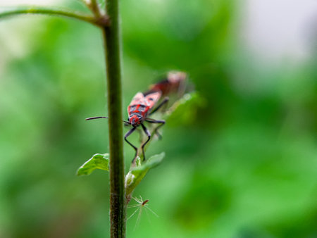The Common Milkweed Bug (Oncopeltus fasciatus), also known as the Large Milkweed Bug, is an insect often seen perched on milkweed plants in gardens throughout North Americaの写真素材