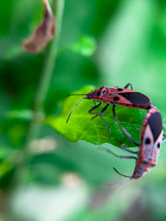 The Common Milkweed Bug (Oncopeltus fasciatus), also known as the Large Milkweed Bug, is an insect often seen perched on milkweed plants in gardens throughout North Americaの写真素材