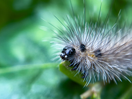 The caterpillar lives on the leaves of a tree in the garden that is in a natural environment.の写真素材