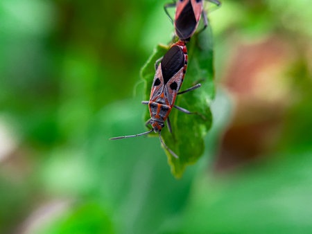 The Common Milkweed Bug (Oncopeltus fasciatus), also known as the Large Milkweed Bug, is an insect often seen perched on milkweed plants in gardens throughout North Americaの写真素材