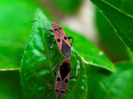 The Common Milkweed Bug (Oncopeltus fasciatus), also known as the Large Milkweed Bug, is an insect often seen perched on milkweed plants in gardens throughout North Americaの写真素材