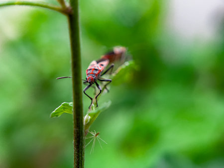 The Common Milkweed Bug (Oncopeltus fasciatus), also known as the Large Milkweed Bug, is an insect often seen perched on milkweed plants in gardens throughout North Americaの写真素材