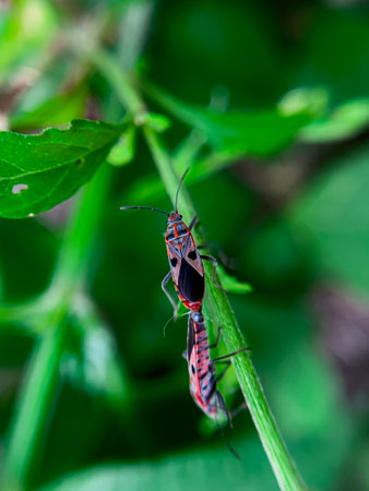 The Common Milkweed Bug (Oncopeltus fasciatus), also known as the Large Milkweed Bug, is an insect often seen perched on milkweed plants in gardens throughout North Americaの写真素材