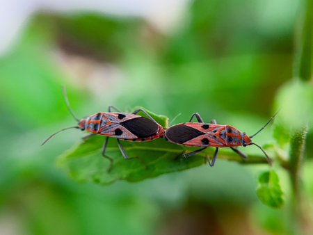 The Common Milkweed Bug (Oncopeltus fasciatus), also known as the Large Milkweed Bug, is an insect often seen perched on milkweed plants in gardens throughout North Americaの写真素材