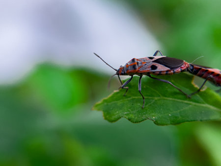 The Common Milkweed Bug (Oncopeltus fasciatus), also known as the Large Milkweed Bug, is an insect often seen perched on milkweed plants in gardens throughout North Americaの写真素材