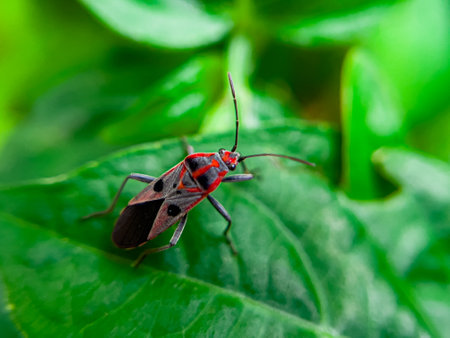 The Common Milkweed Bug (Oncopeltus fasciatus), also known as the Large Milkweed Bug, is an insect often seen perched on milkweed plants in gardens throughout North Americaの写真素材