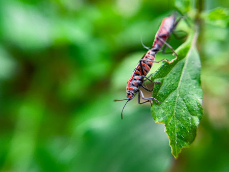 The Common Milkweed Bug (Oncopeltus fasciatus), also known as the Large Milkweed Bug, is an insect often seen perched on milkweed plants in gardens throughout North Americaの写真素材