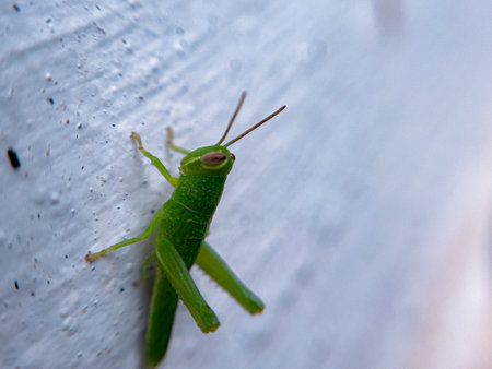 A green grasshopper perched on a wall with a white backgroundの写真素材