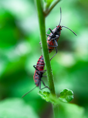 The Common Milkweed Bug (Oncopeltus fasciatus), also known as the Large Milkweed Bug, is an insect often seen perched on milkweed plants in gardens throughout North Americaの写真素材
