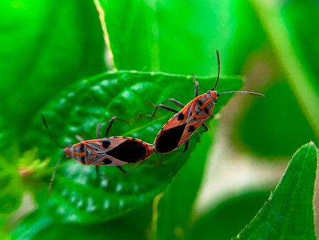The Common Milkweed Bug (Oncopeltus fasciatus), also known as the Large Milkweed Bug, is an insect often seen perched on milkweed plants in gardens throughout North Americaの写真素材