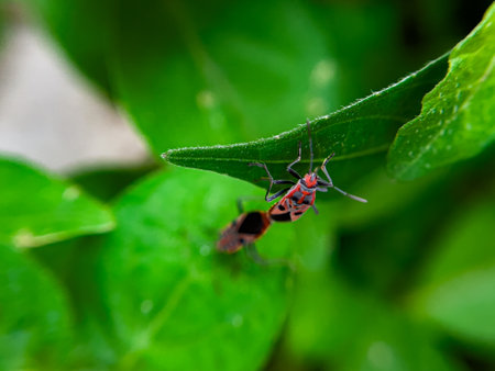 The Common Milkweed Bug (Oncopeltus fasciatus), also known as the Large Milkweed Bug, is an insect often seen perched on milkweed plants in gardens throughout North Americaの写真素材