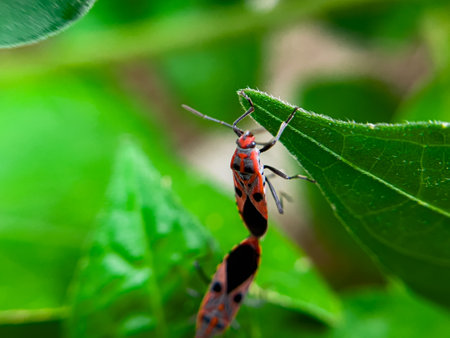 The Common Milkweed Bug (Oncopeltus fasciatus), also known as the Large Milkweed Bug, is an insect often seen perched on milkweed plants in gardens throughout North Americaの写真素材