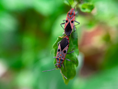 The Common Milkweed Bug (Oncopeltus fasciatus), also known as the Large Milkweed Bug, is an insect often seen perched on milkweed plants in gardens throughout North Americaの写真素材