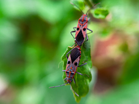 The Common Milkweed Bug (Oncopeltus fasciatus), also known as the Large Milkweed Bug, is an insect often seen perched on milkweed plants in gardens throughout North Americaの写真素材