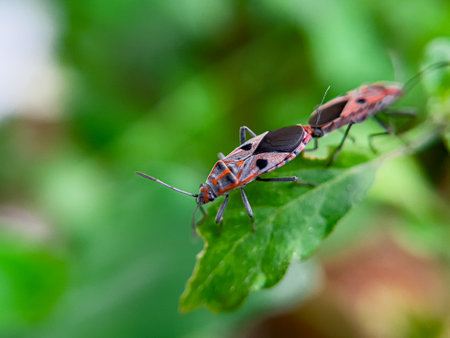 The Common Milkweed Bug (Oncopeltus fasciatus), also known as the Large Milkweed Bug, is an insect often seen perched on milkweed plants in gardens throughout North Americaの写真素材