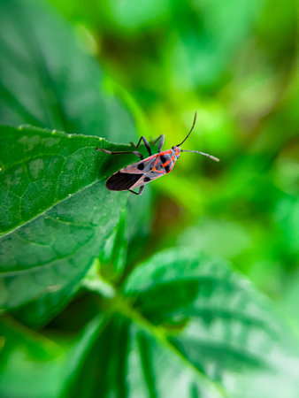 The Common Milkweed Bug (Oncopeltus fasciatus), also known as the Large Milkweed Bug, is an insect often seen perched on milkweed plants in gardens throughout North Americaの写真素材