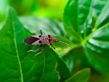 The Common Milkweed Bug (Oncopeltus fasciatus), also known as the Large Milkweed Bug, is an insect often seen perched on milkweed plants in gardens throughout North Americaの写真素材