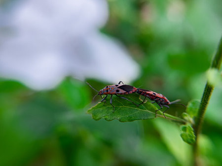 The Common Milkweed Bug (Oncopeltus fasciatus), also known as the Large Milkweed Bug, is an insect often seen perched on milkweed plants in gardens throughout North Americaの写真素材