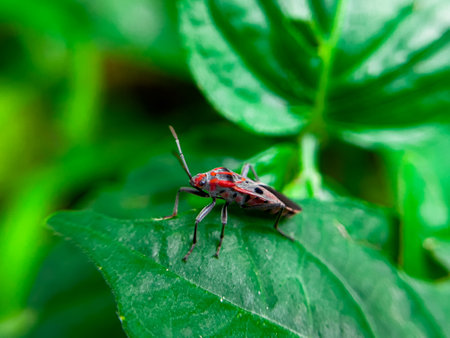 The Common Milkweed Bug (Oncopeltus fasciatus), also known as the Large Milkweed Bug, is an insect often seen perched on milkweed plants in gardens throughout North Americaの写真素材