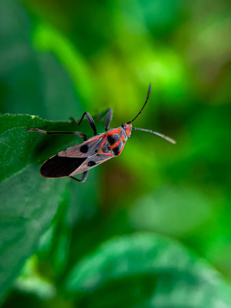 The Common Milkweed Bug (Oncopeltus fasciatus), also known as the Large Milkweed Bug, is an insect often seen perched on milkweed plants in gardens throughout North Americaの写真素材