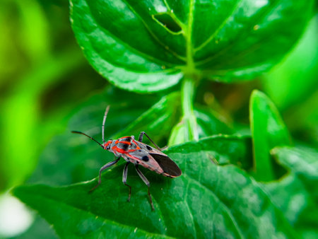 The Common Milkweed Bug (Oncopeltus fasciatus), also known as the Large Milkweed Bug, is an insect often seen perched on milkweed plants in gardens throughout North Americaの写真素材