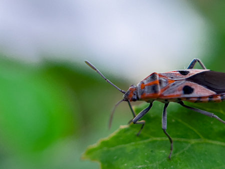The Common Milkweed Bug (Oncopeltus fasciatus), also known as the Large Milkweed Bug, is an insect often seen perched on milkweed plants in gardens throughout North Americaの写真素材