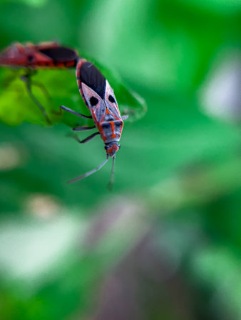 The Common Milkweed Bug (Oncopeltus fasciatus), also known as the Large Milkweed Bug, is an insect often seen perched on milkweed plants in gardens throughout North Americaの写真素材
