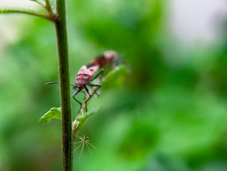 The Common Milkweed Bug (Oncopeltus fasciatus), also known as the Large Milkweed Bug, is an insect often seen perched on milkweed plants in gardens throughout North Americaの写真素材