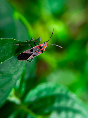 The Common Milkweed Bug (Oncopeltus fasciatus), also known as the Large Milkweed Bug, is an insect often seen perched on milkweed plants in gardens throughout North Americaの写真素材